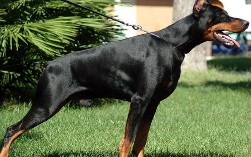 小杜宾犬吃瓜现场