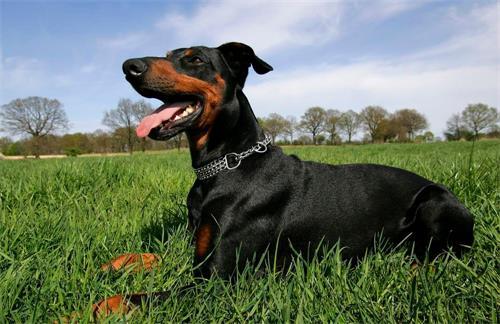 小杜宾犬吃瓜现场