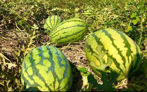 农村聊天吃瓜,吃瓜聊天乐翻天