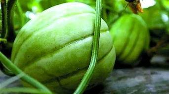 吃瓜上海金山老师,揭秘上海教育界的“瓜田”风云