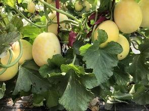 界首吃瓜小三,揭秘“吃瓜小三”背后的故事