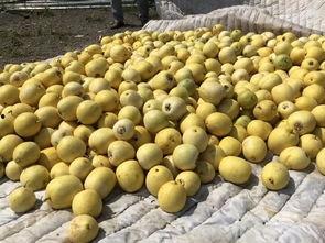 界首吃瓜小三,揭秘“吃瓜小三”背后的故事