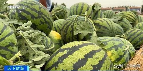 全网都在吃瓜,揭秘“吃瓜”现象背后的真相与趣味