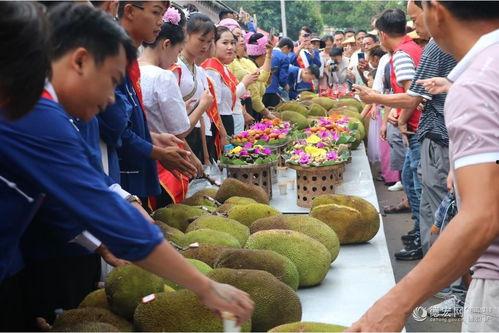德宏师专吃瓜,揭秘校园里的“瓜田”风云