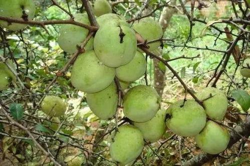 德宏师专吃瓜,揭秘校园里的“瓜田”风云