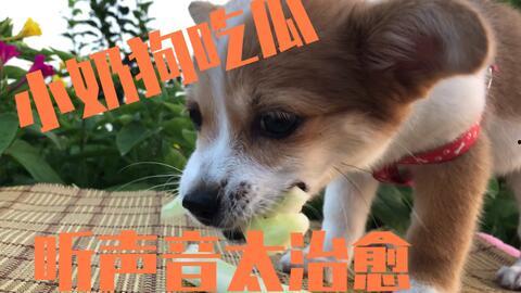 狗吃瓜叶子