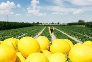 天天吃蜜瓜好吗,健康生活新选择