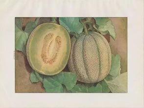 天天吃蜜瓜好吗,健康生活新选择