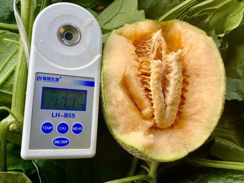 吃瓜吃料网站大全,揭秘吃瓜吃料网站大全