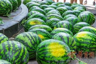 各大大学吃瓜,揭秘各大校园里的“吃瓜”盛事