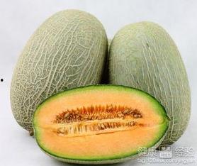 知了吃哈密瓜,哈密瓜的甜蜜邂逅