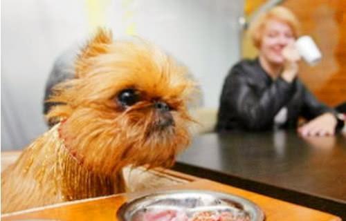 梨瓜狗可以吃吗,宠物饮食指南，了解狗狗能否食用梨瓜