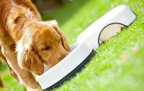 梨瓜狗可以吃吗,宠物饮食指南，了解狗狗能否食用梨瓜