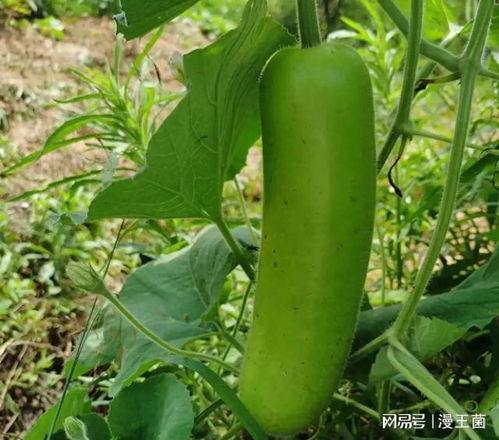 晚上吃瓜事件,揭秘娱乐圈晚宴背后的八卦风云