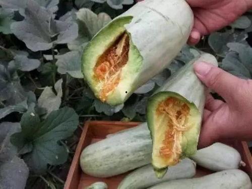 拳头瓜孕妇可以吃吗,安全与营养两不误