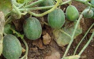 没瓜吃叫什么,揭秘“没瓜吃”背后的文化内涵