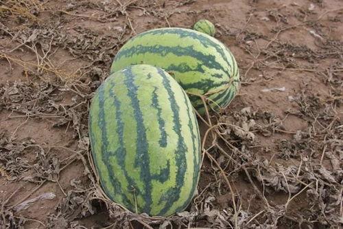 泽国镇吃瓜,瓜香四溢，品味人间烟火