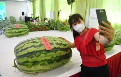 仁港吃瓜群众,揭秘街头巷尾的热议焦点