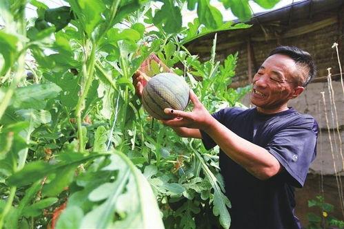 农民如何吃瓜,农民的夏日美味生活