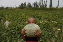 农民如何吃瓜,农民的夏日美味生活