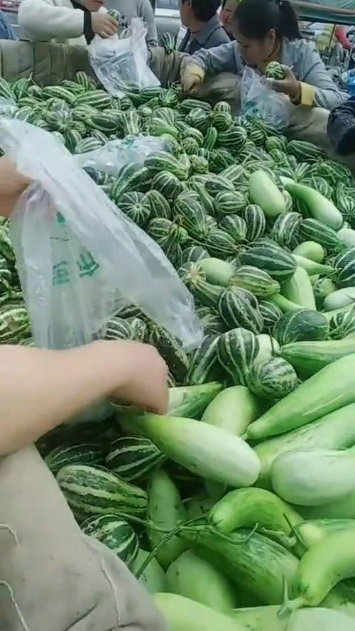农民如何吃瓜,农民的夏日美味生活
