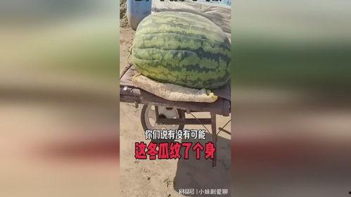 吃瓜惊天大瓜,吃瓜惊天大瓜背后的真相
