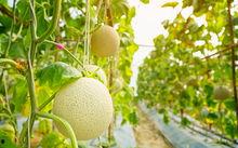 如何吃梨瓜,轻松解锁夏日清新口感