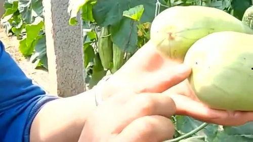 羊角蜜瓜是连皮吃的吗