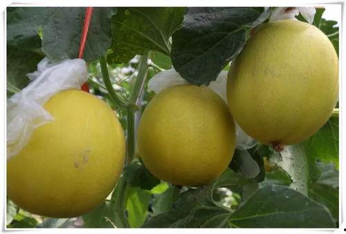 吃瓜好去处推荐,揭秘全国最佳吃瓜好去处