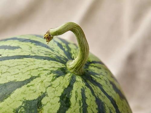 人吃瓜在哪里找瓜,揭秘人吃瓜的最佳地点