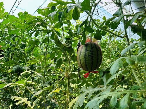 人吃瓜在哪里找瓜,揭秘人吃瓜的最佳地点