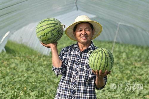 慕北直播吃瓜,一场别开生面的吃瓜盛宴