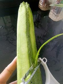 铃铛瓜怎么吃,解锁美味新体验