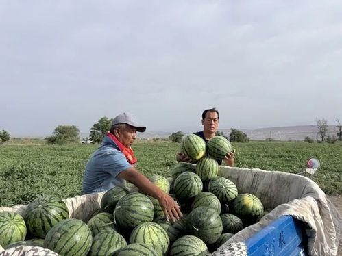 乌达区吃瓜,品味地方特色，畅享清凉时光