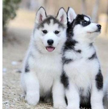 二哈吃喜瓜,欢乐逗趣的宠物日常