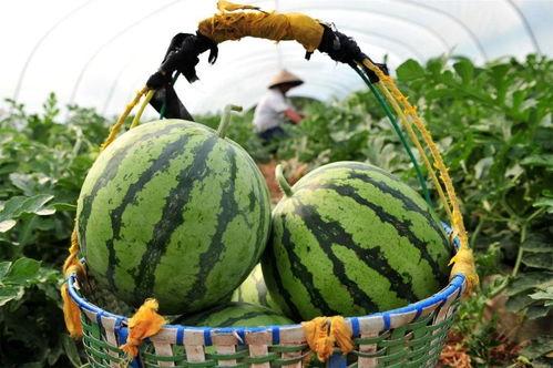 梦见吃瓜口感不好,吃瓜口感不佳背后的寓意与启示