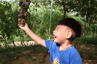 王乐吃瓜,揭秘娱乐圈幕后故事