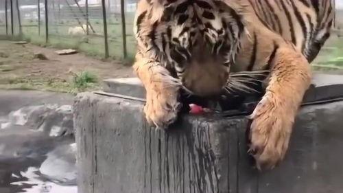 老虎吃瓜的图片,老虎与瓜的奇妙邂逅