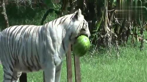 老虎吃瓜的图片,老虎与瓜的奇妙邂逅