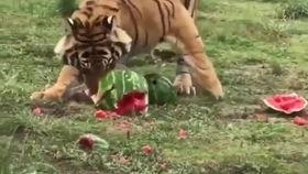 老虎吃瓜的图片,老虎与瓜的奇妙邂逅