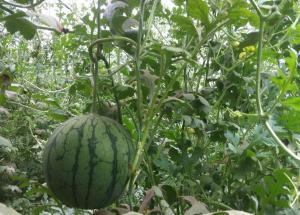 小凤瓜可以吃吗,美味可口的健康食材，你了解多少？