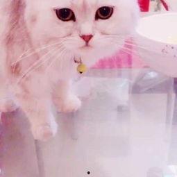 小猫可以吃哈密瓜吗,哈密瓜在猫咪饮食中的适宜性探讨