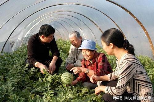 梦见牛吃瓜,牛吃瓜的奇幻之旅