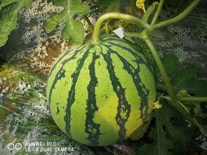 吃瓜网今日大瓜,揭秘娱乐圈最新热点事件