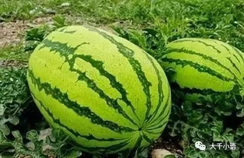 爱美吃瓜,揭秘娱乐圈的美丽与八卦