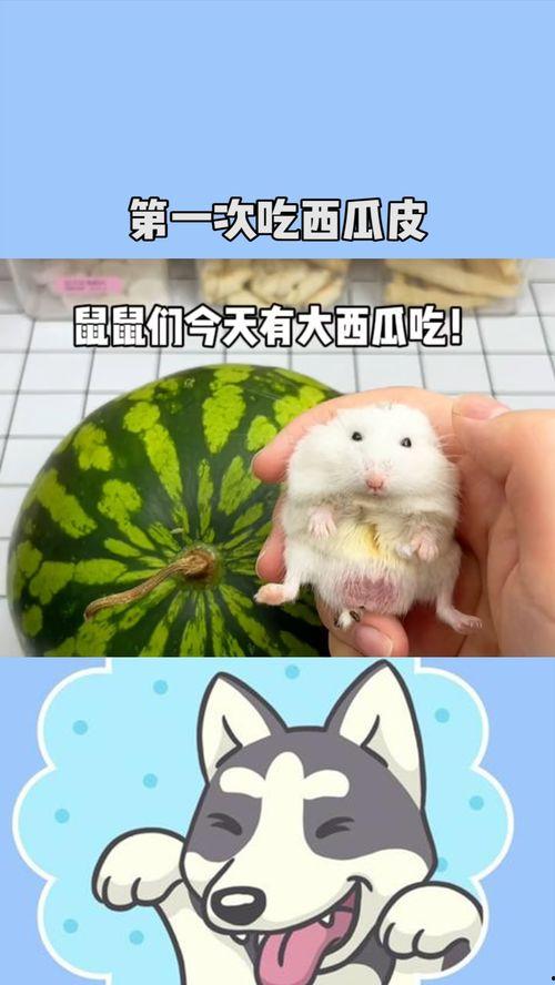 吃瓜团团鼠,揭秘娱乐圈的幕后故事