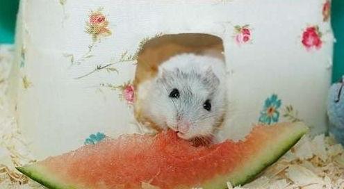 吃瓜团团鼠,揭秘娱乐圈的幕后故事