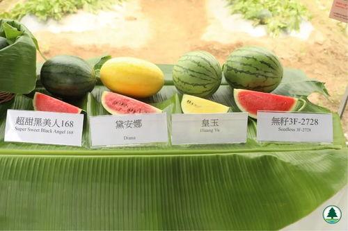 香港金融圈吃瓜,揭秘幕后吃瓜大事件