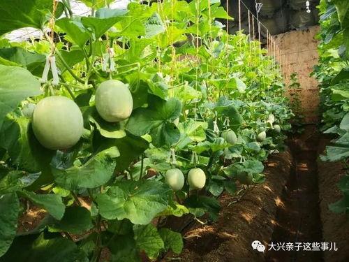 阿蜜瓜可以吃吗,美味与营养并存的夏日佳果