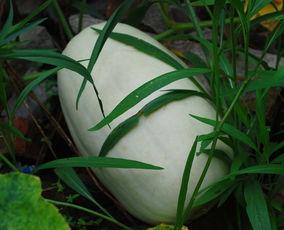 牧蓝吃瓜,揭秘娱乐圈幕后故事